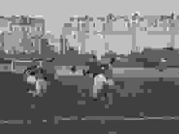 1948 06 03 SWE SUI 8 4 WM Paris Bertschinger 1948 06 03 SWE SUI 8 4 WM Paris Bertschinger