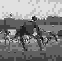 1953 09 06 SUI JUG Lcdf 04 1953 09 06 SUI JUG Lcdf 04